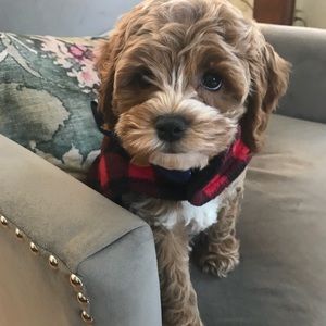 Meet your Posher, Kelsey